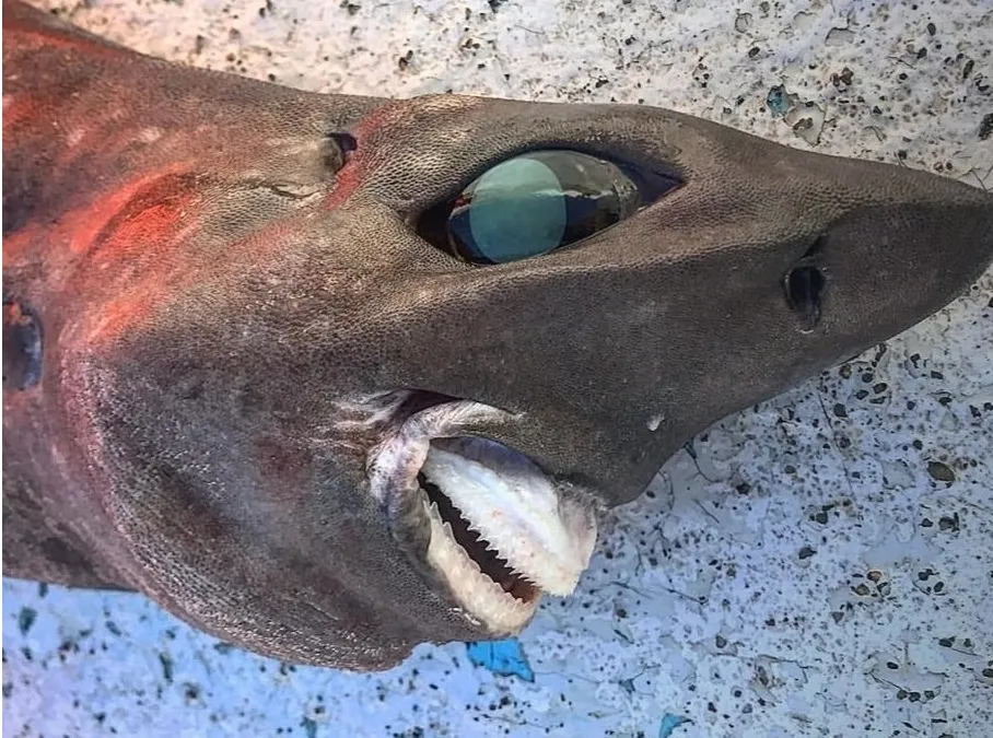 Фото необычной рыбы вызвало ажиотаж в Сети