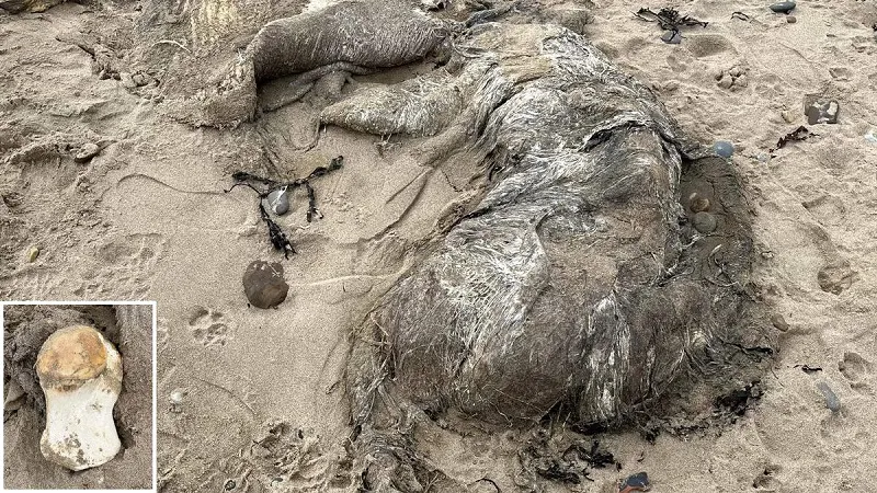 Останки неизвестного существа вынесло на берег