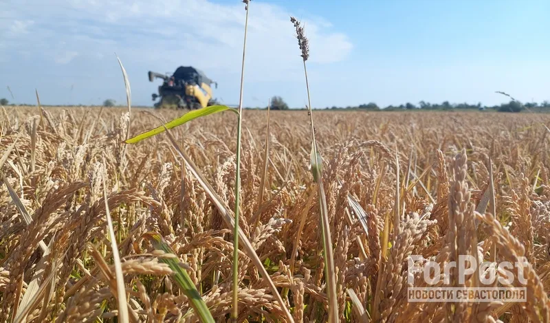 В Крыму оценили первый урожай риса