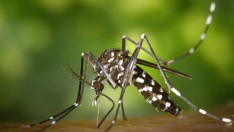 Выяснилось, какие люди для комаров самые «вкусные»