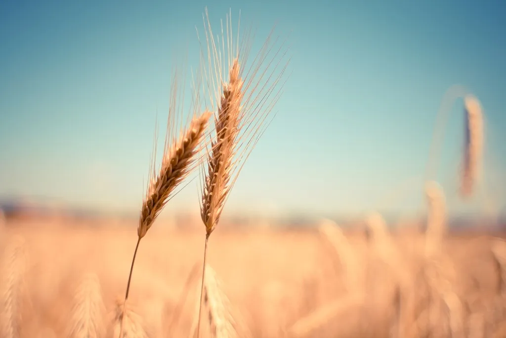 Об отказе от зерновой сделки: последствия выхода РФ из соглашения