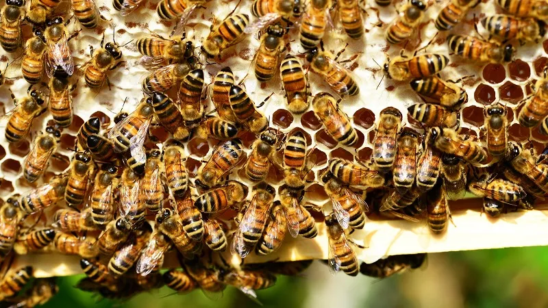 Из-за внезапного «террора» пчёл десятки человек оказались в больнице