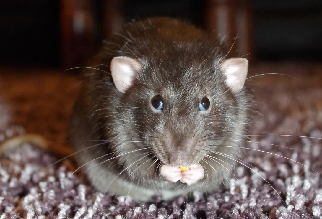 Крысы безнаказанно захватывают жилплощадь севастопольцев