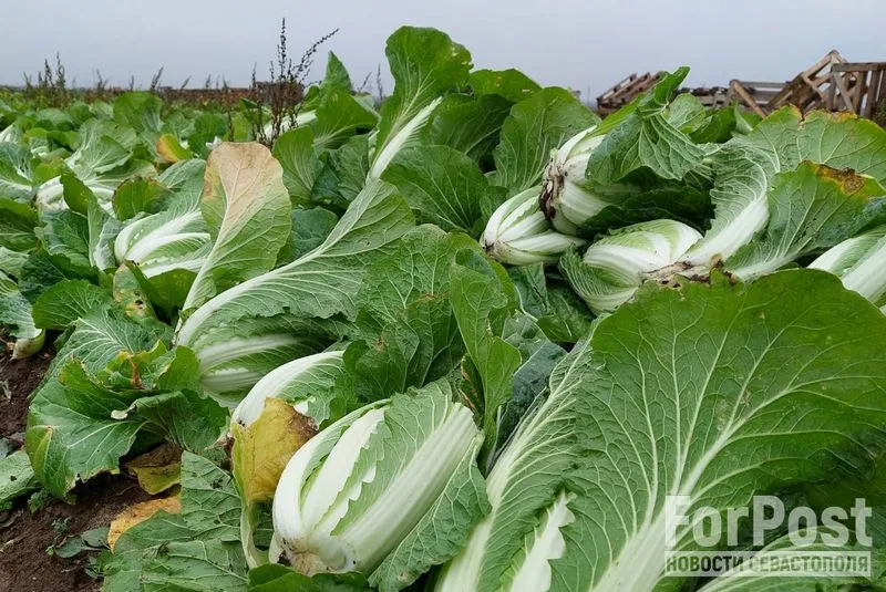 Рубят капусту: в Крыму стартовала уборка урожая пекинки