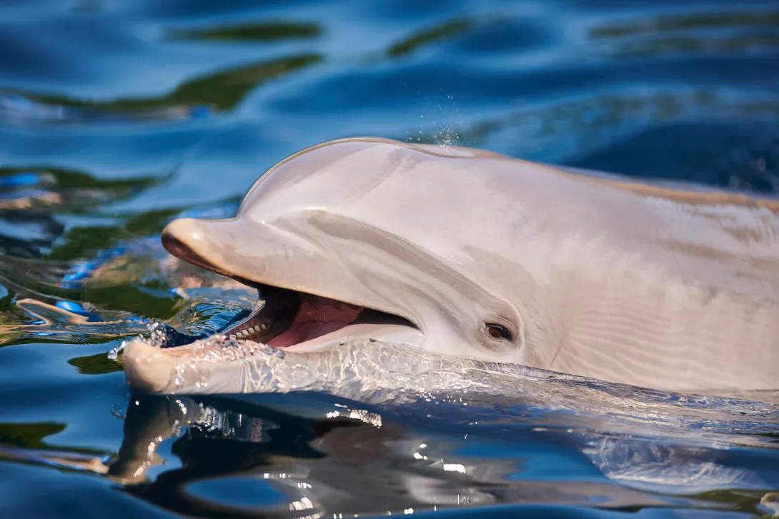 У 22 выбросившихся на берег дельфинов обнаружена болезнь Альцгеймера