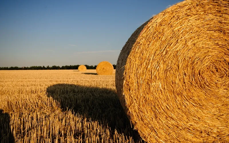 Как за 25 лет развивалась зерновая отрасль в Крыму