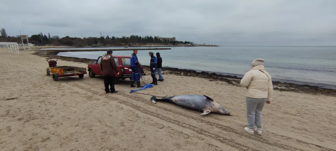  Мертвого дельфина в Омеге проверили на наличие чипа 