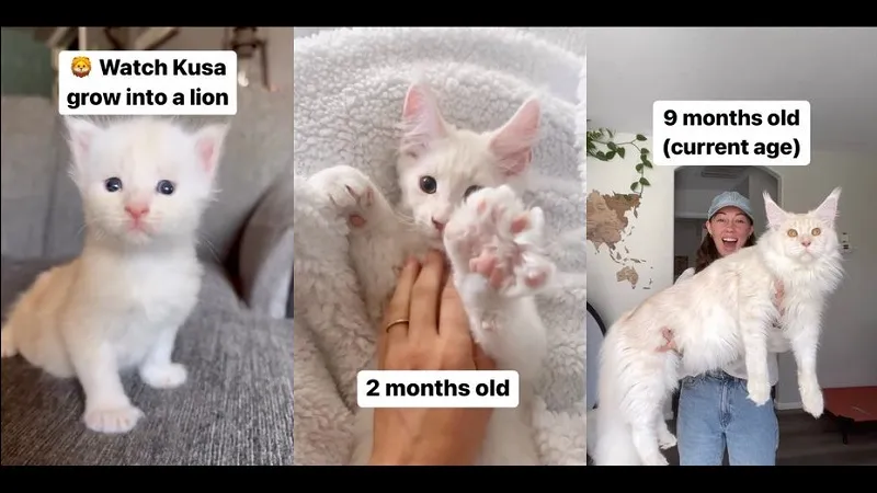 Семья приютила котёнка, который за девять месяцев вырос на метр