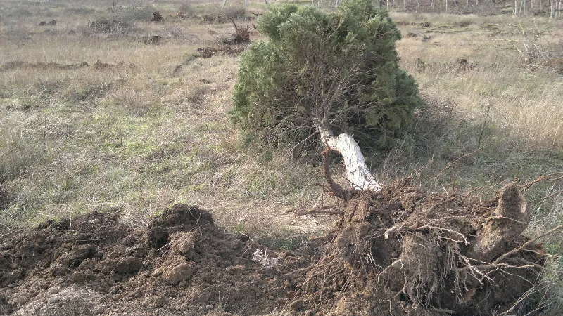 В Балаклавском районе Севастополя обнаружили уничтоженные деревья 