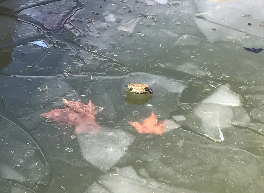 В Севастополе черепахи вмерзают в лед у торгового центра