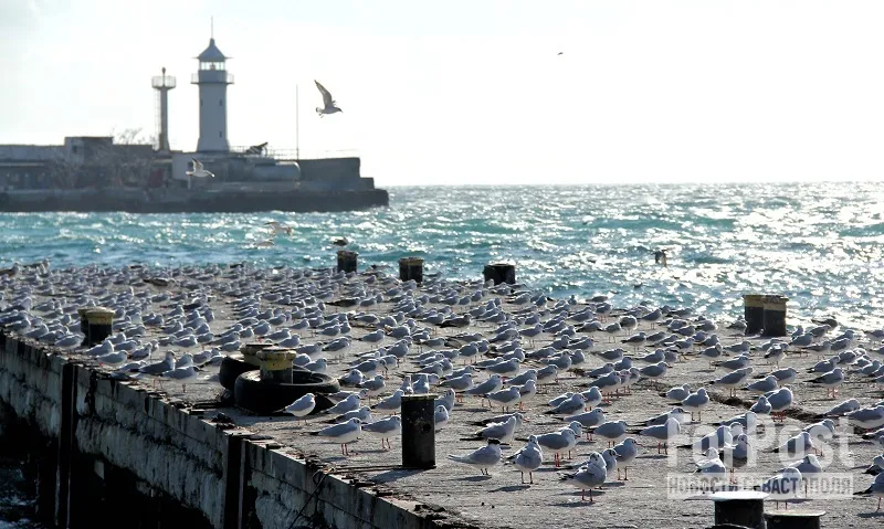 Как февральские холода в Крыму повлияли на птичьи «маршруты» 