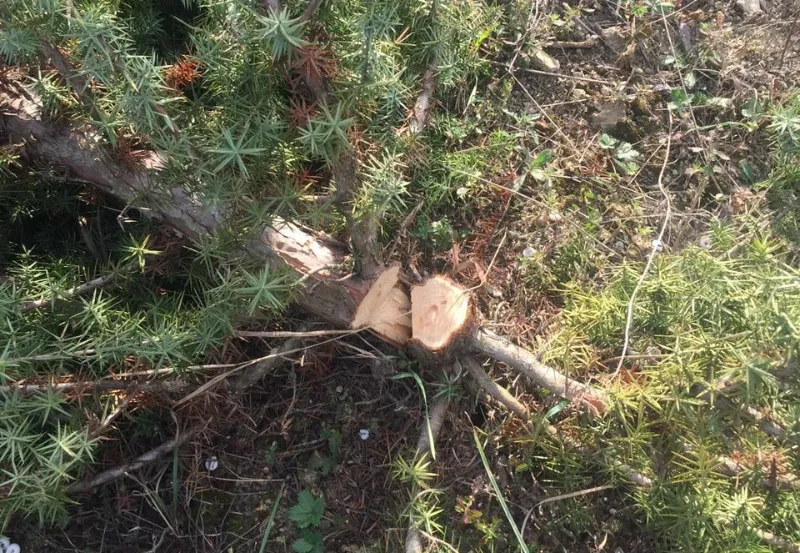 В Севастополе добиваются возобновления уголовного дела о вырубке 30 гектаров можжевельника