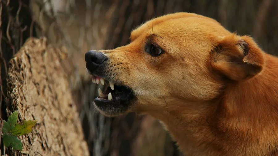 В России хотят урегулировать законный выстрел в бродячих псов