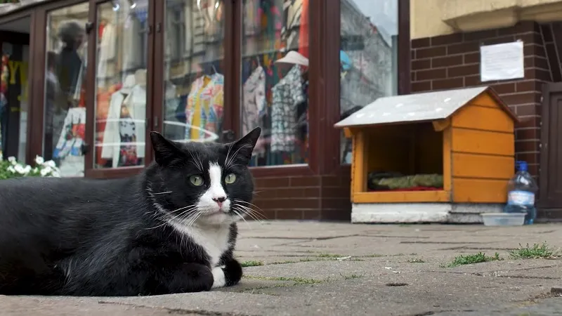 Бездомный кот превратился в достопримечательность туристического города