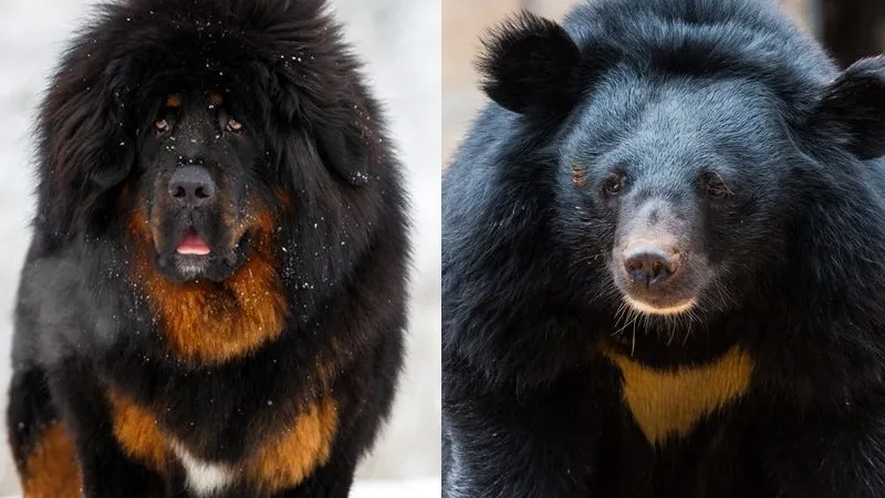 Женщина купила собаку, которая потом превратилась в медведя