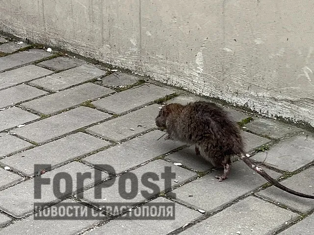 Центр Севастополя обживают большие непуганые крысы