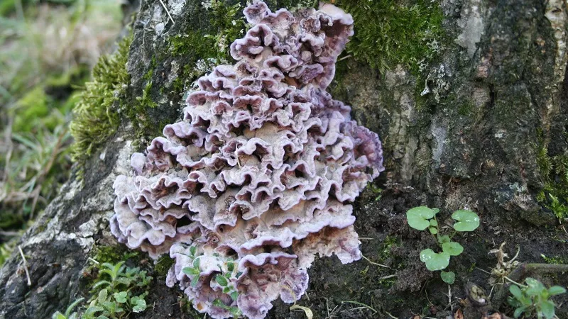 Смертельно опасный для деревьев гриб впервые заразил человека
