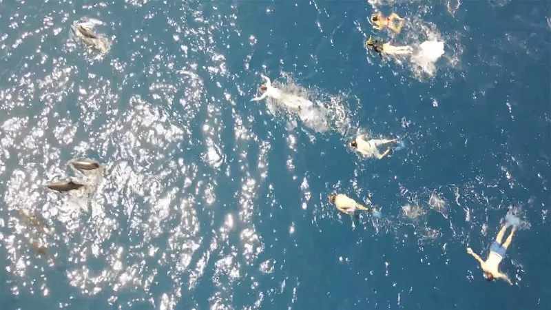 Группу пловцов обвинили в агрессивном преследовании дельфинов