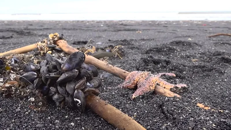 Тысячи морских существ внезапно вынесло на берег