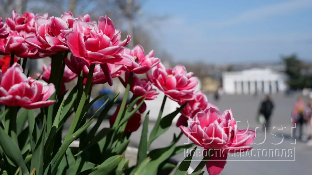 Тюльпаны раскрасили весенний Севастополь
