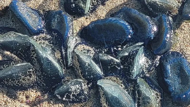 На пляжи вынесло тысячи необычных синих существ