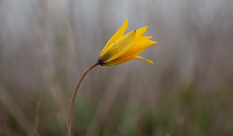В Крыму набирает цвет редкий вид диких тюльпанов Биберштейна