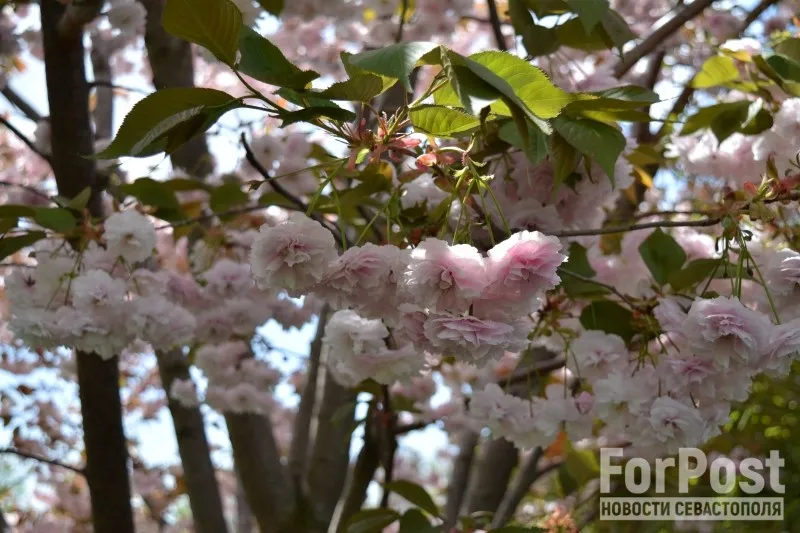 Не только вишня: в Крыму началось цветение сакур 