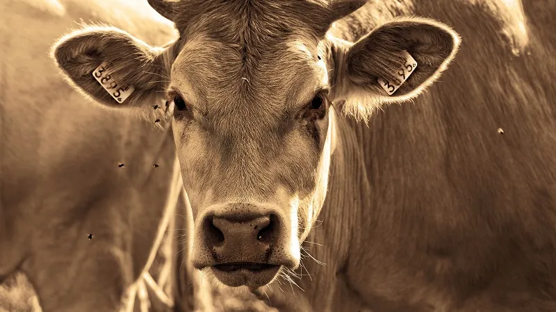 Мёртвые коровы со странными повреждениями поставили в тупик экспертов 