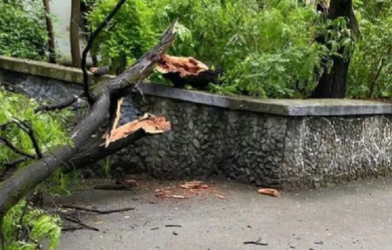 В столице Крыма дерево упало на женщину