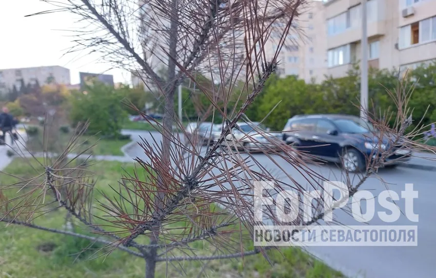Засохшие деревья вдоль севастопольских дорог оказались никому не нужны