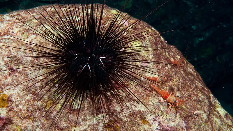 В Красном море назревает катастрофа