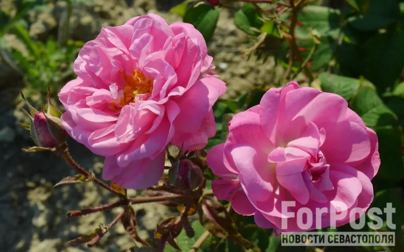 Крымское снадобье: какую пользу хранят в себе лепестки роз