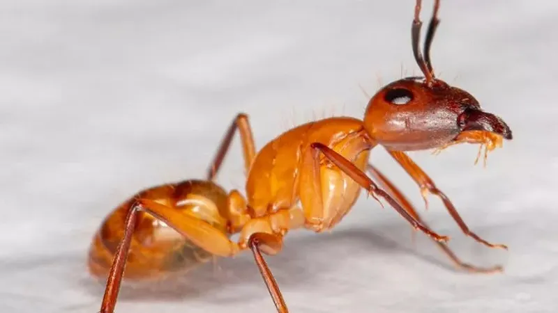 В Великобритании бьют тревогу из-за электрических муравьёв