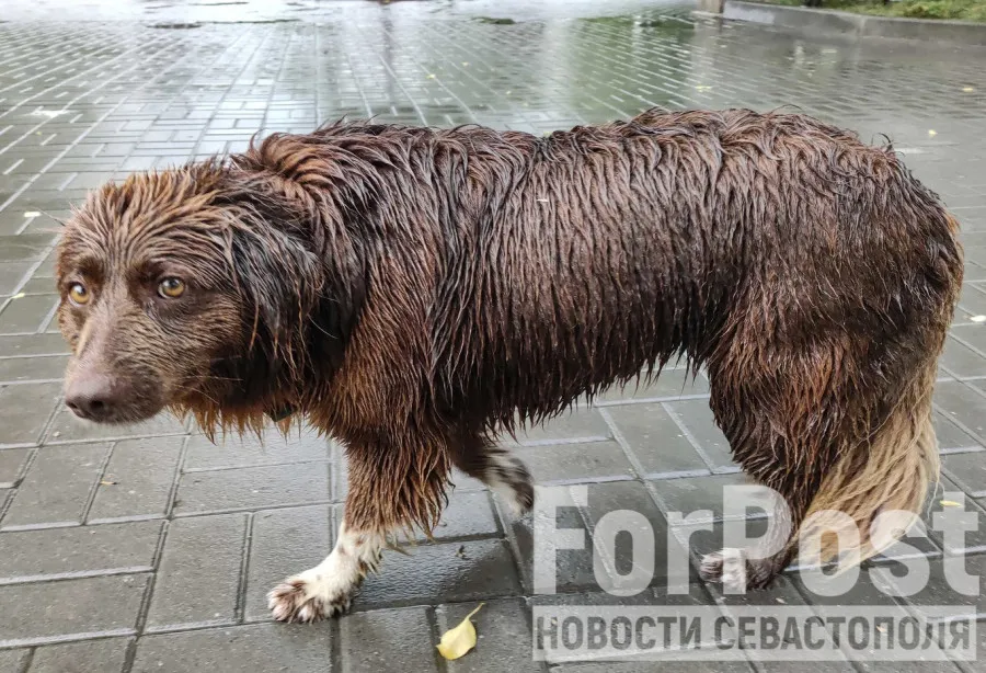 Жители Севастополя оценили предложение усыплять бродячих собак 