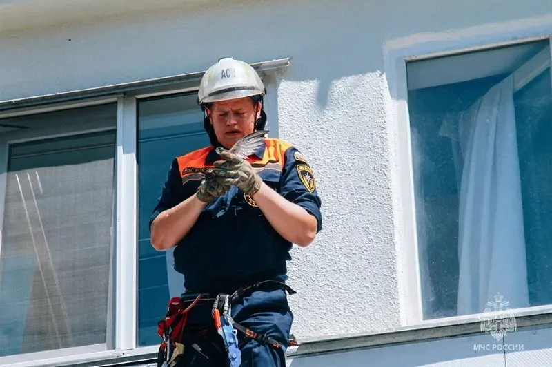 Спасатели Севастополя извлекли застрявшего в бетонных перекрытиях стрижа