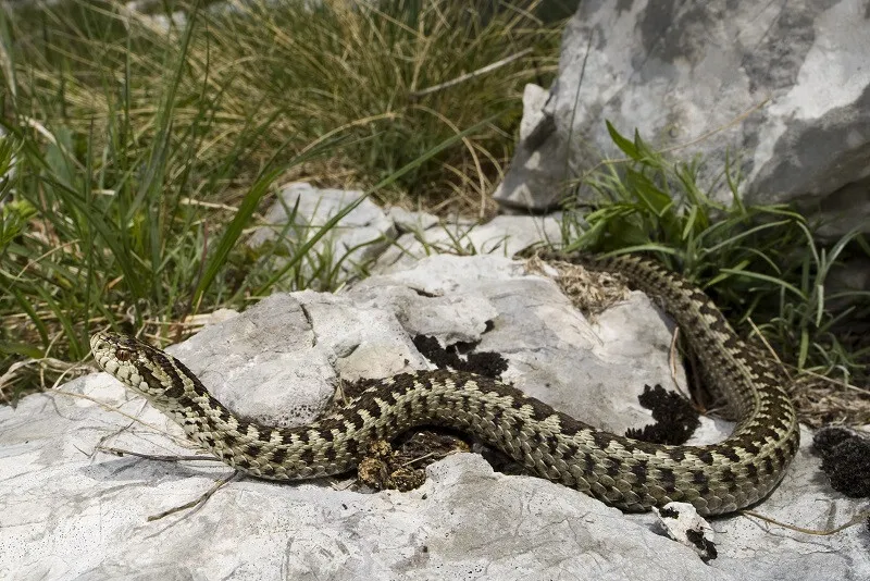 С приходом жары в степных и предгорных районах Крыма оживились ядовитые змеи