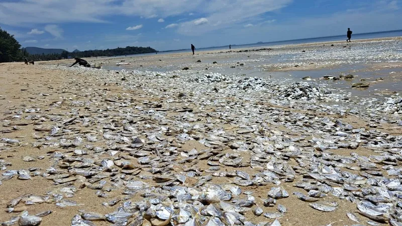 Тысячи мёртвых рыб покрыли четыре километра побережья 
