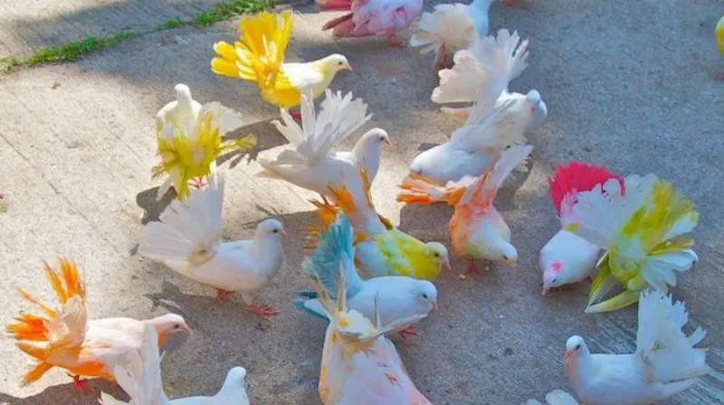 У фотографа в Крыму изъяли больше двадцати разноцветных голубей