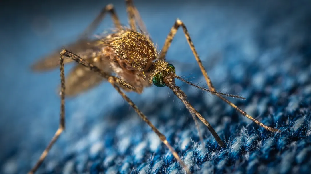 Японскими биологами найден эффективный способ противодействия комарам