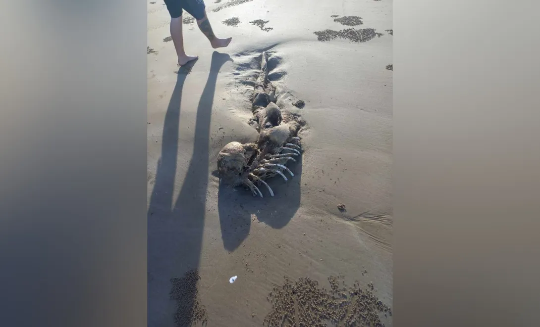 Пляжники нашли скелет, похожий на останки русалки