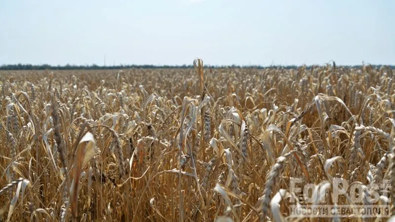 Как весенние дожди испортили крымскую пшеницу