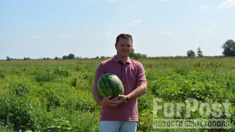 «Усатый-полосатый»: в Крыму началась уборка арбузов