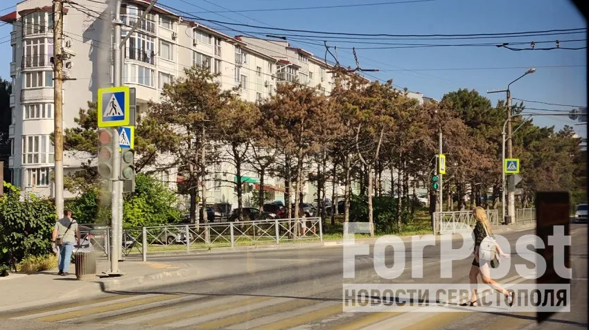 В Севастополе массово погибают деревья