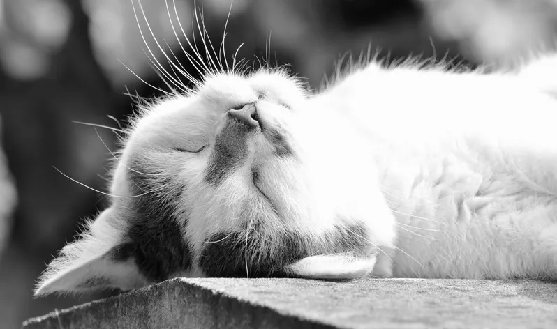 Умирают долго и мучительно: на улицах крымского курорта неизвестные травят кошек
