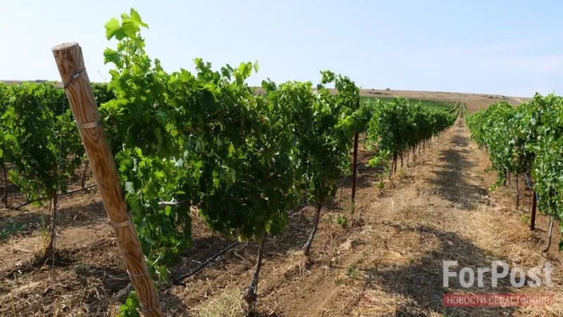 Так ли ударно развивается виноградарство в Севастополе