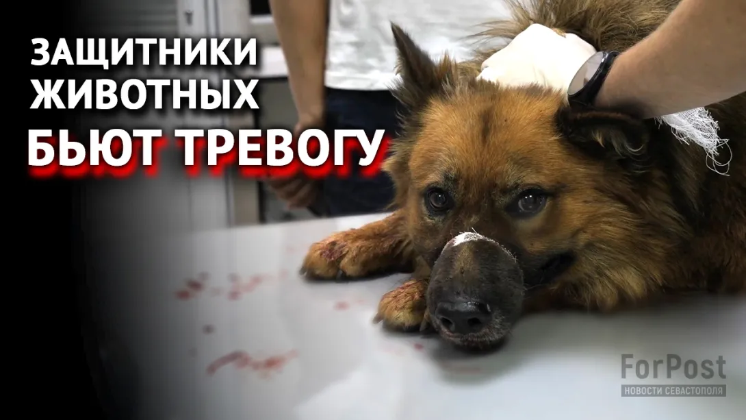 Окровавленная собака проявила приёмы госотлова в Севастополе