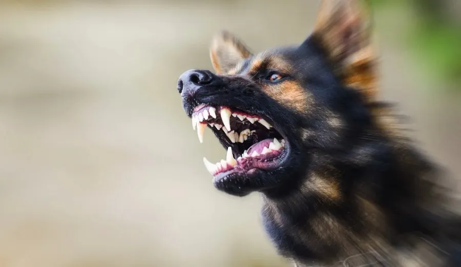 Как уберечь россиян от опасных собак и их безответственных владельцев