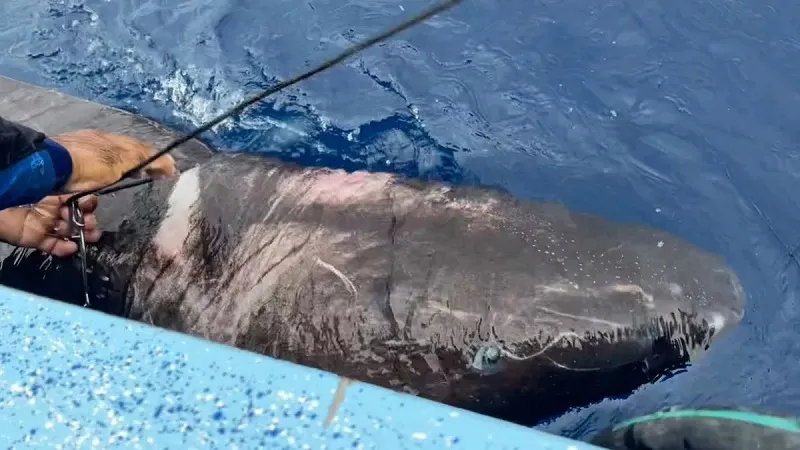 Древнюю акулу, способную жить сотни лет, нашли в неожиданном месте