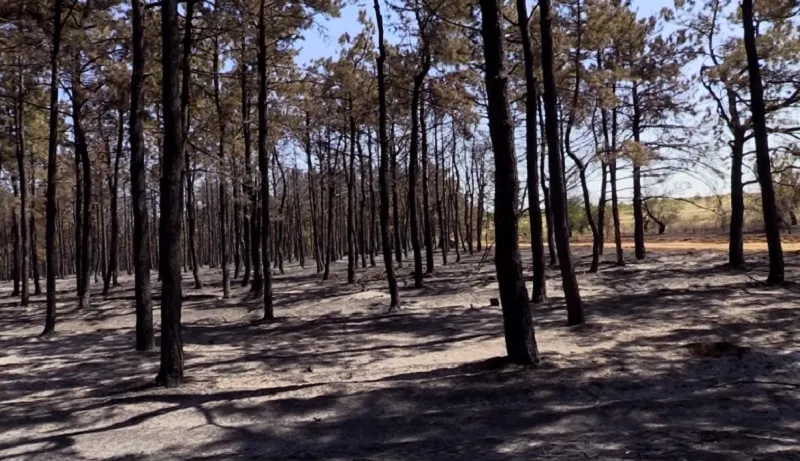 Несколько десятков гектаров леса горело под столицей Крыма