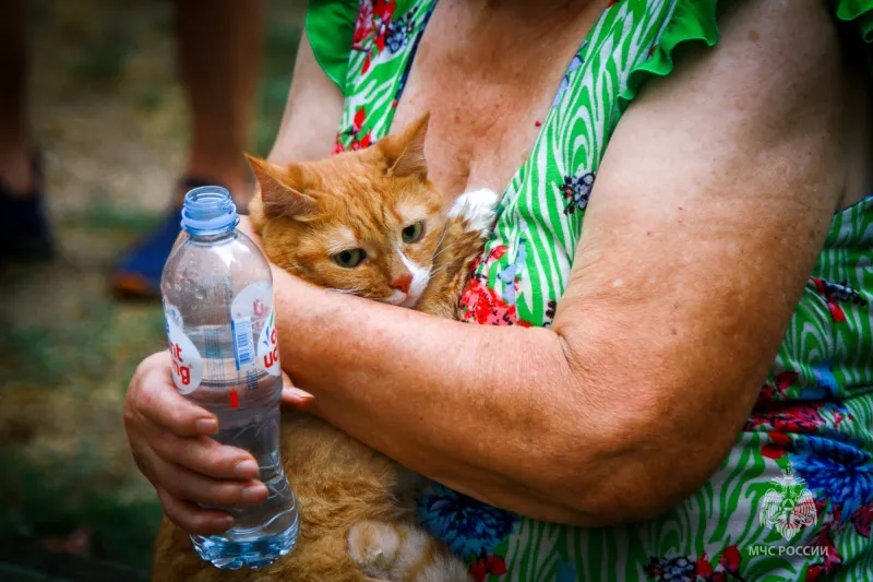 В Севастополе спасли от пожара людей и рыжего кота
